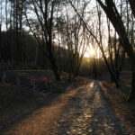 Brukowa ścieżka na tle lasu, zdjęcie przy zachodzie słońca, po lewo betonowe nagrobki